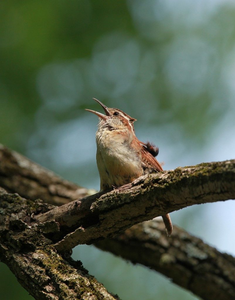 bird, wren, carolina wren-8298735.jpg