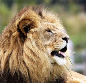 lion, animal, wildlife-1657957.jpg